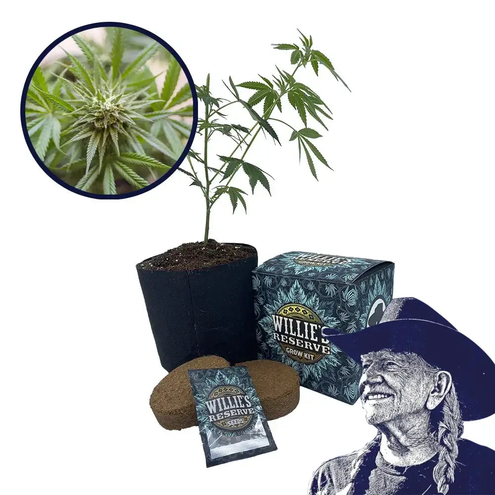 Kosher Kush Strain High Yield Grow Kit