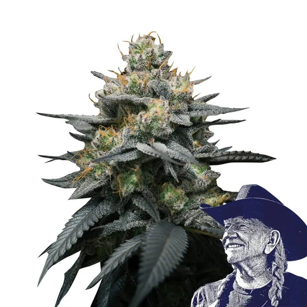 Kush Mint