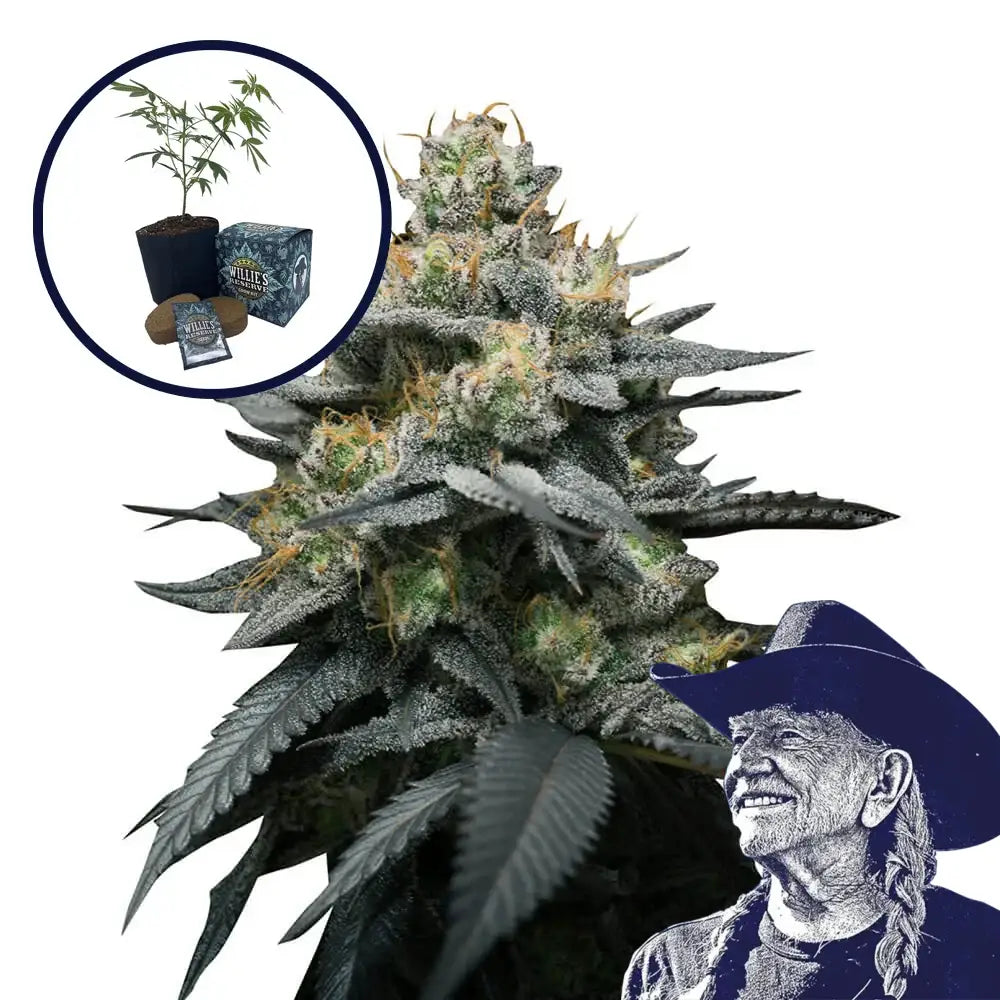 Kush Mint High Yield Grow Kit