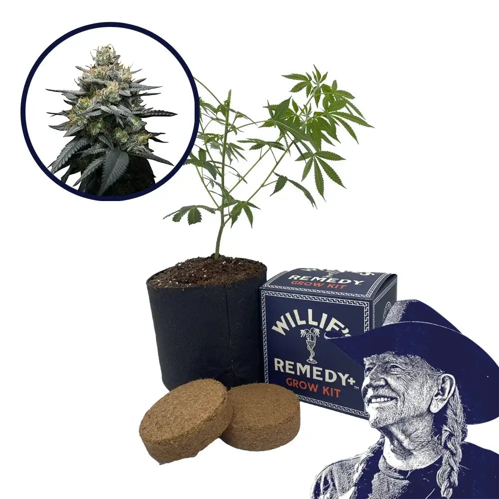Kush Mint Strain Grow Kit