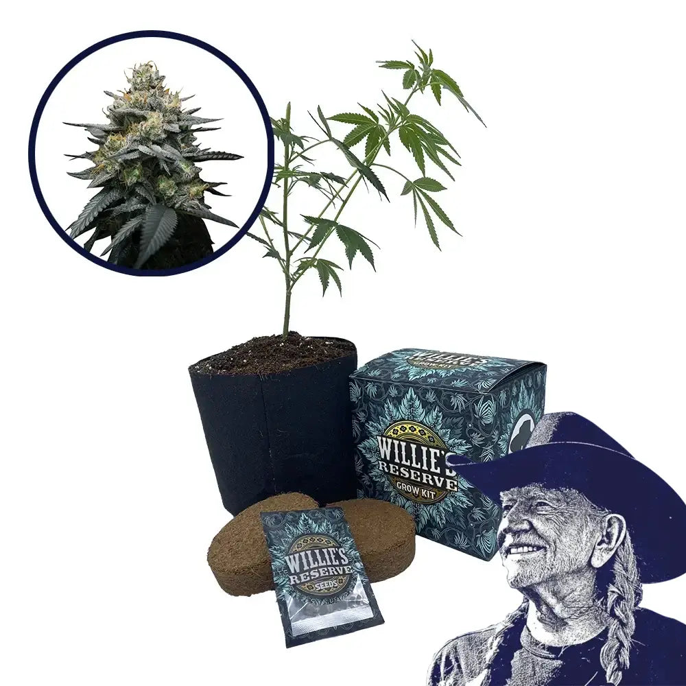 Kush Mint Strain High Yield Grow Kit