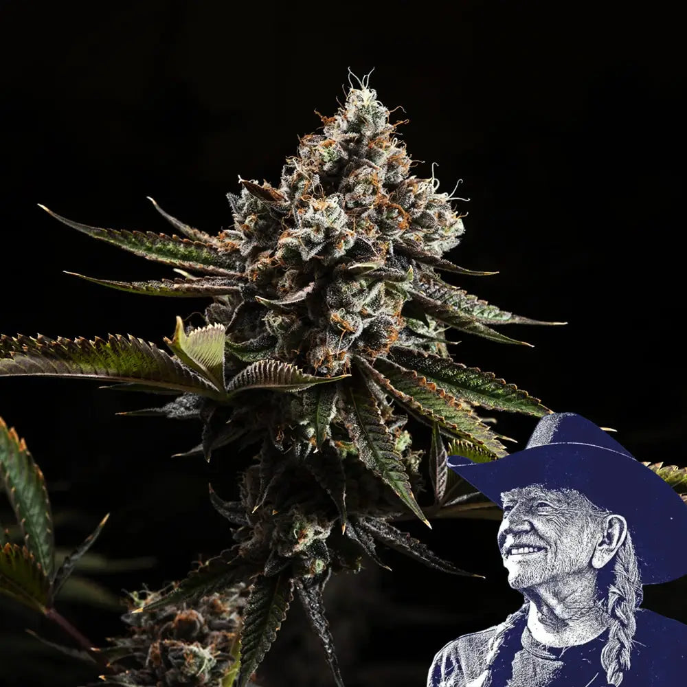 Kush Mountains Auto