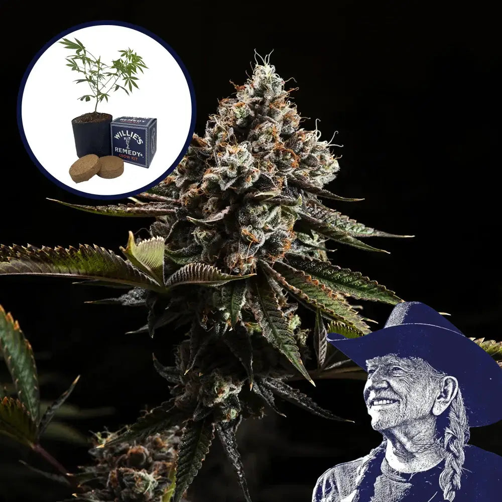 Kush Mountains Grow Kit