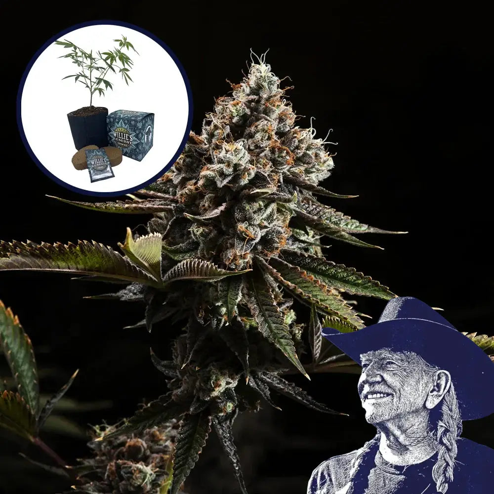 Kush Mountains High Yield Grow Kit