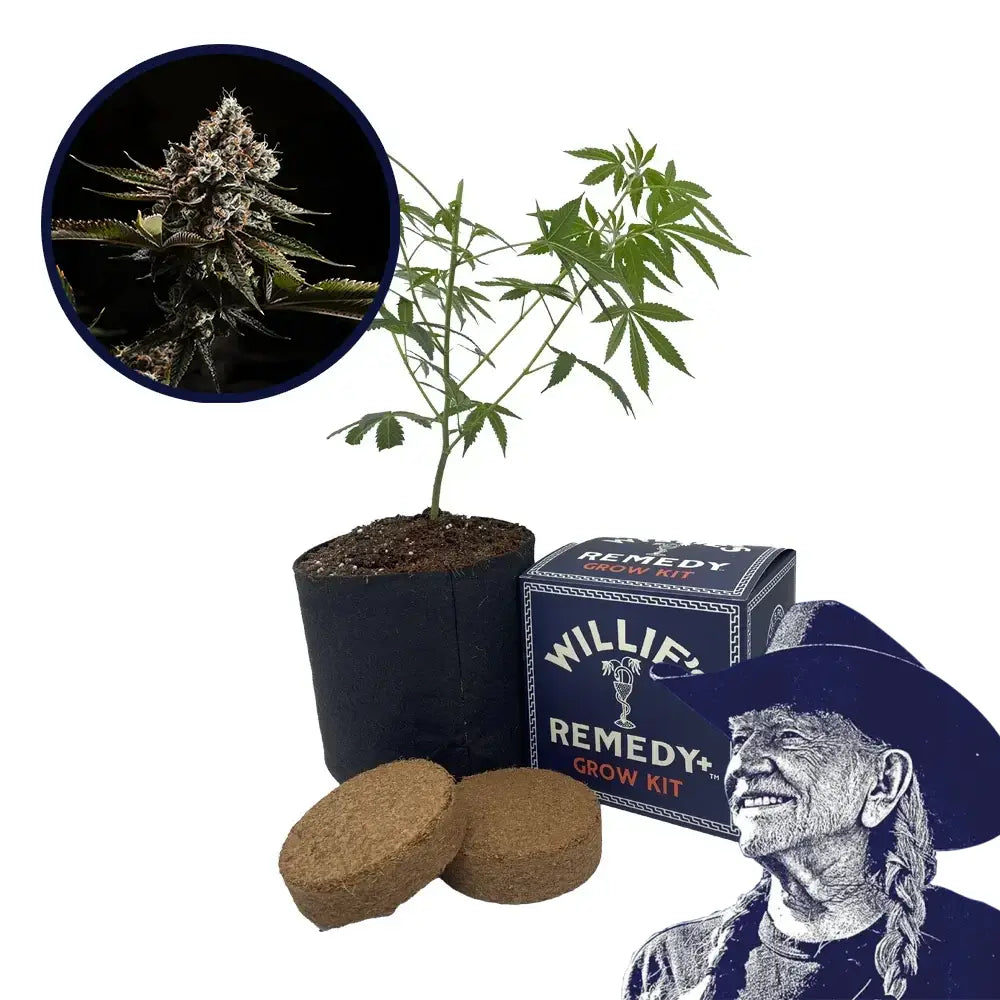 Kush Mountains Strain Grow Kit