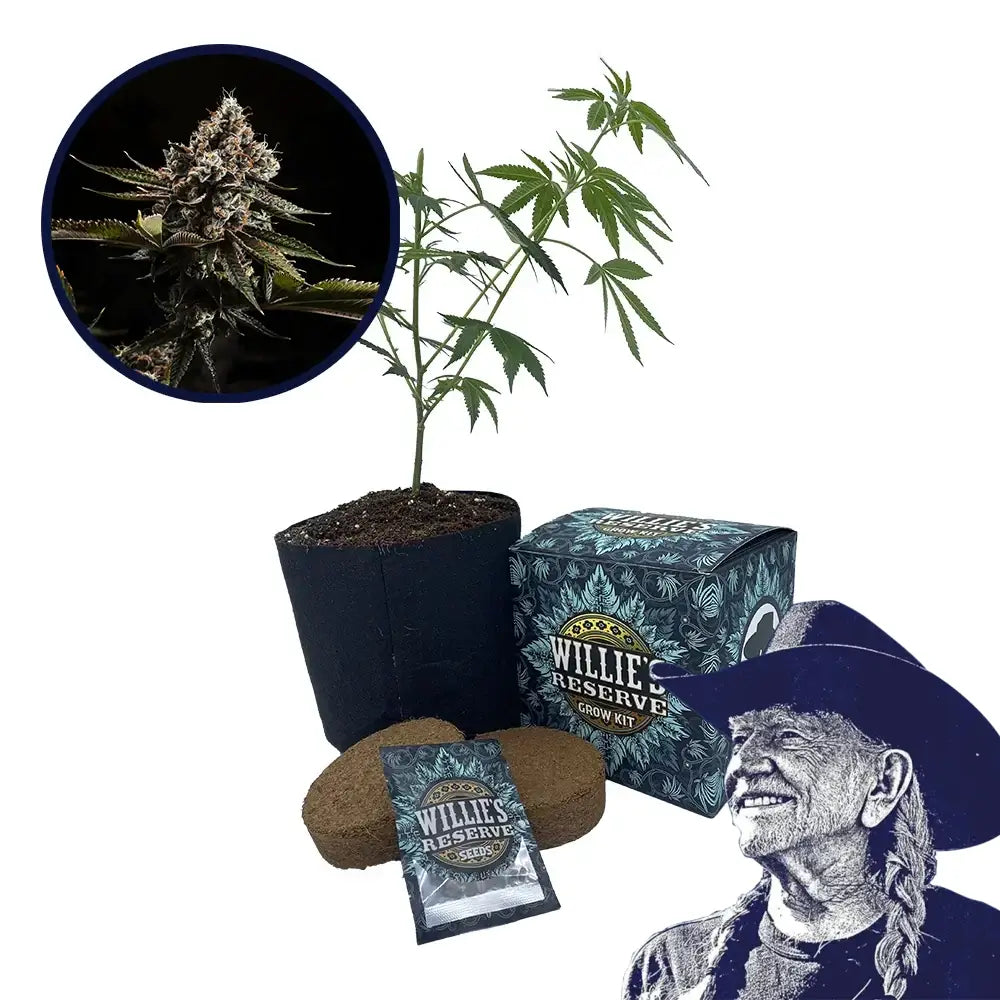 Kush Mountains Strain High Yield Grow Kit