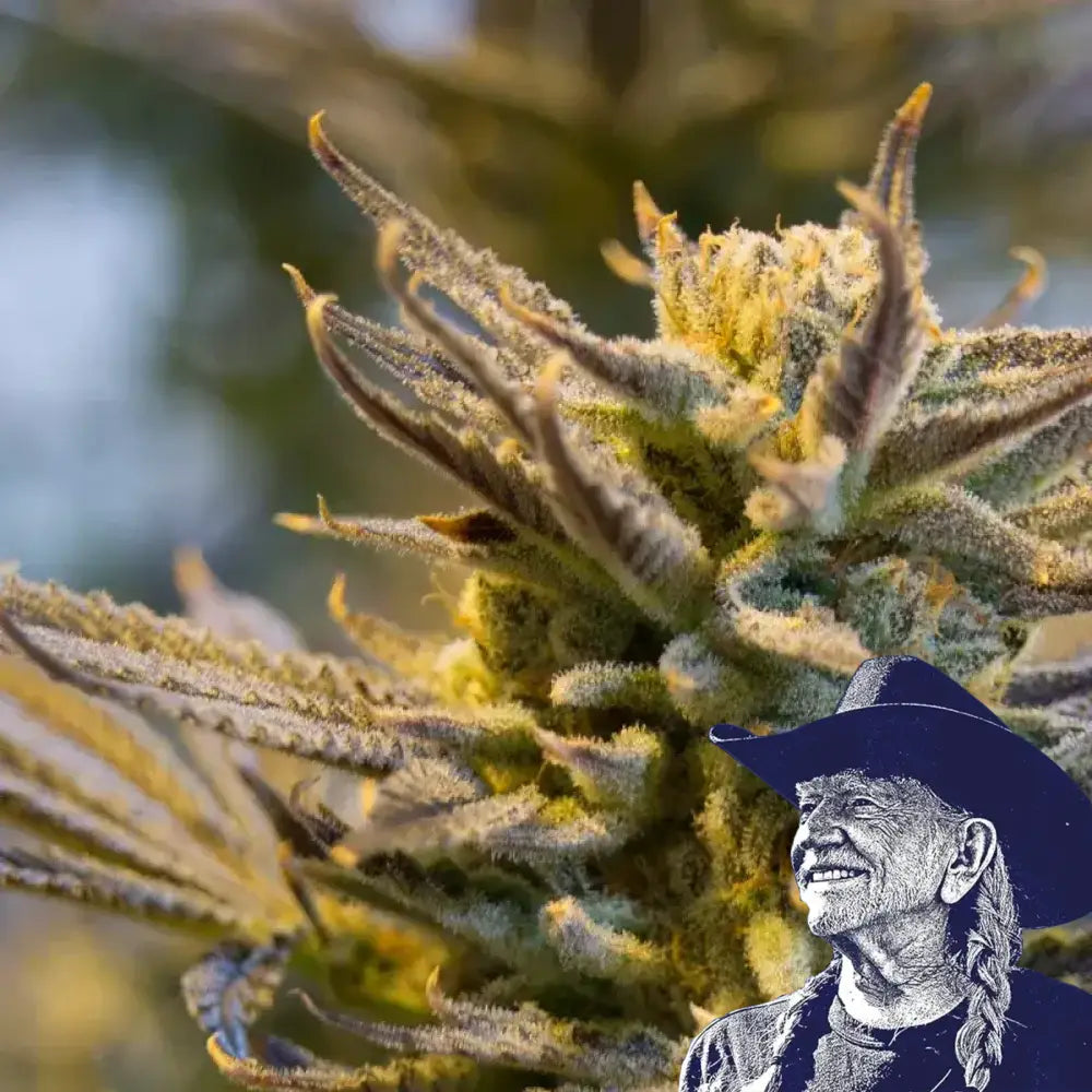 LA Confidential Auto