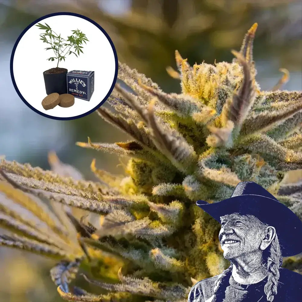 LA Confidential Grow Kit