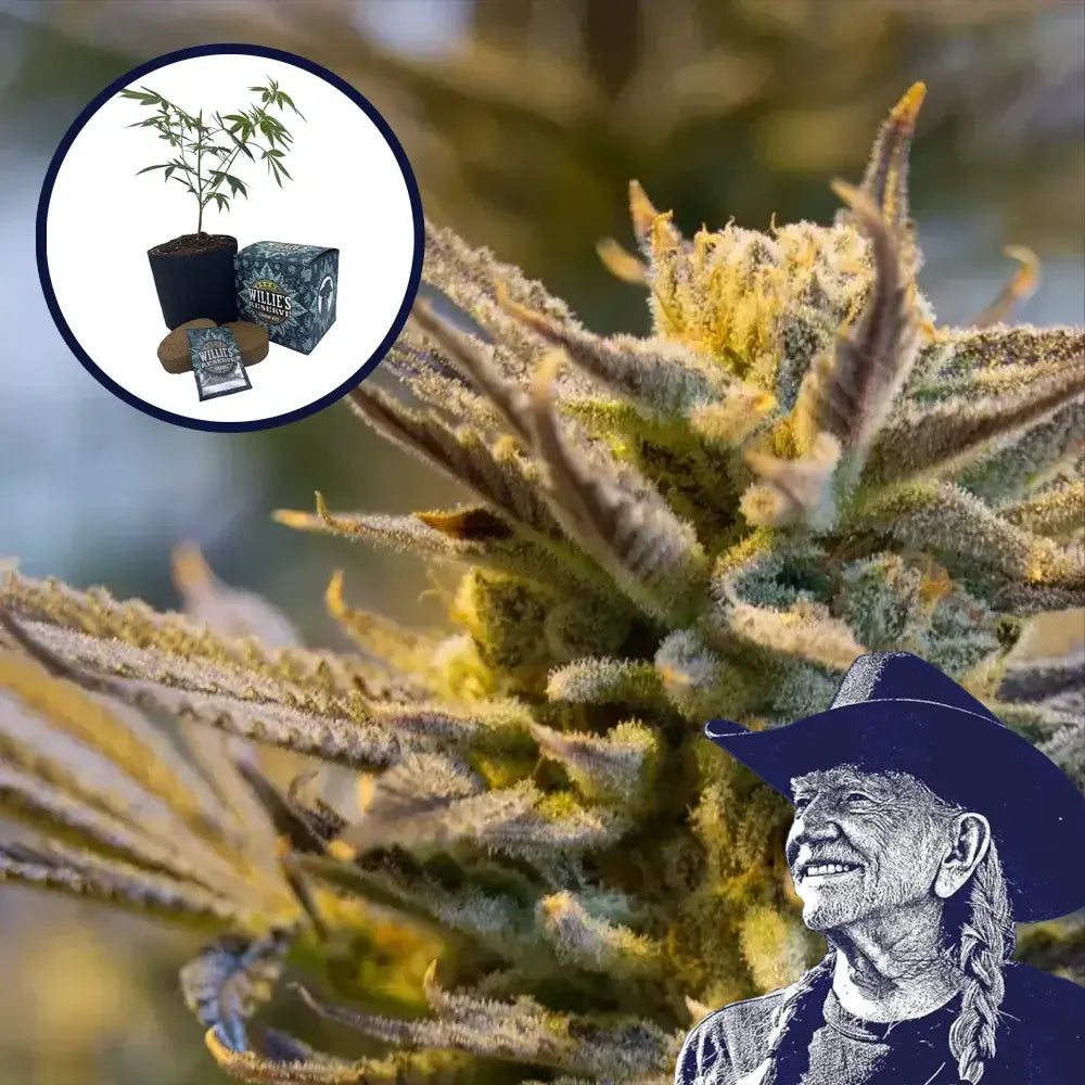 LA Confidential High Yield Grow Kit