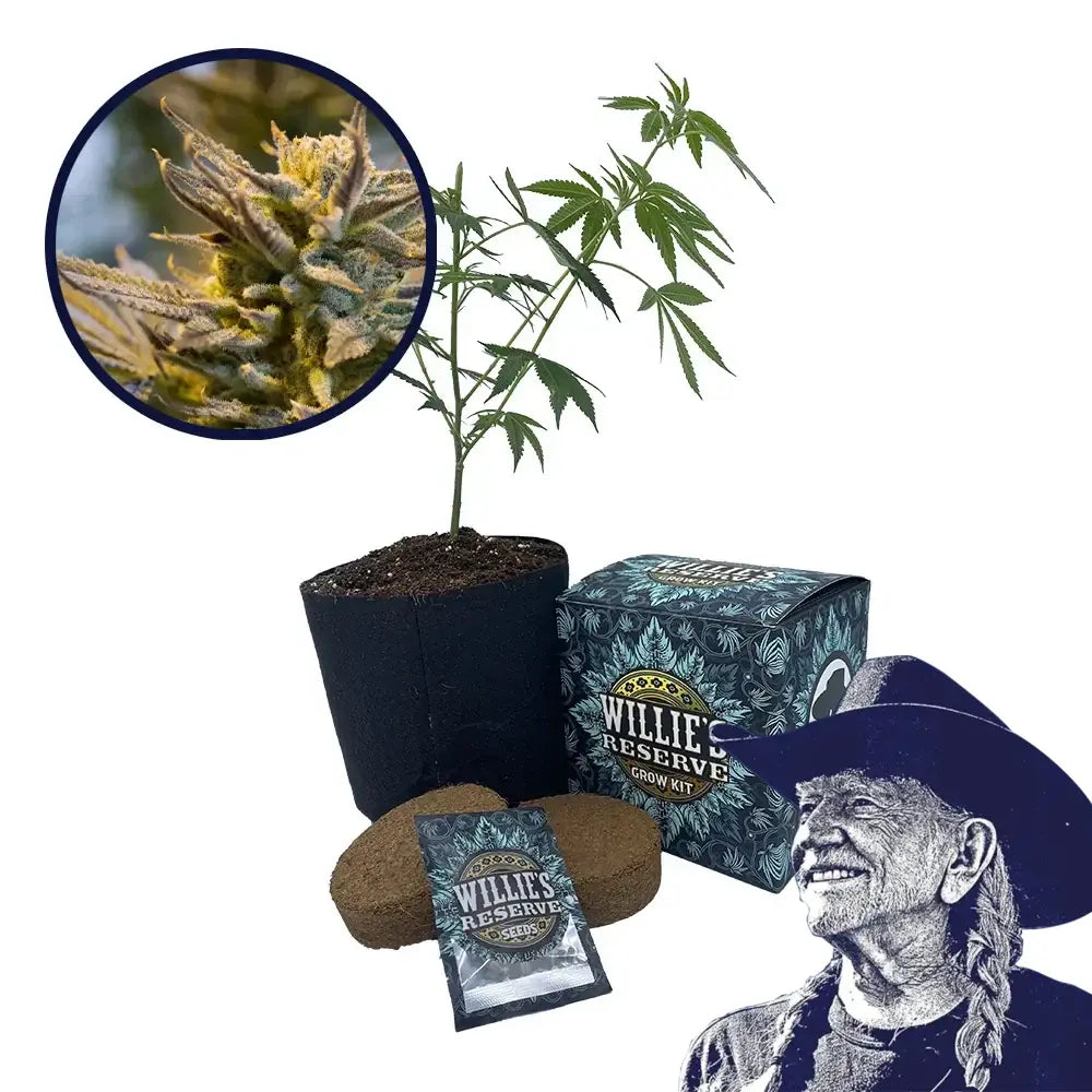 LA Confidential Strain High Yield Grow Kit