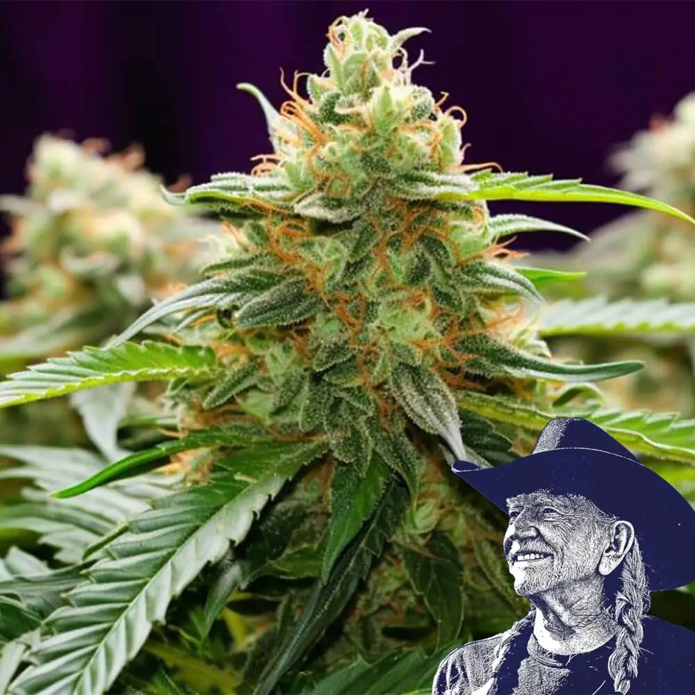 LA Kush