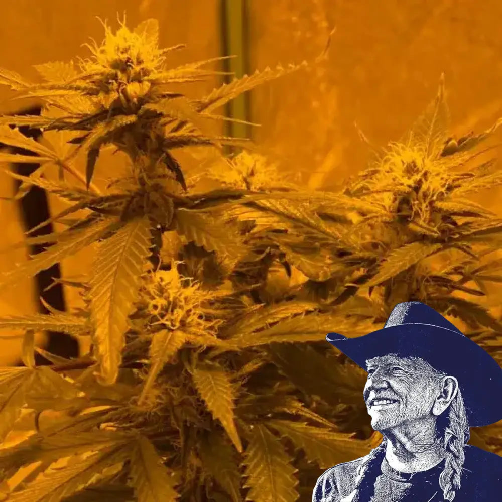 LA Kush Cake Auto