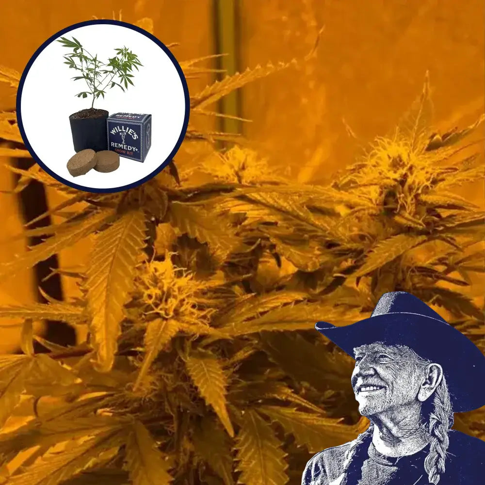 LA Kush Cake Grow Kit