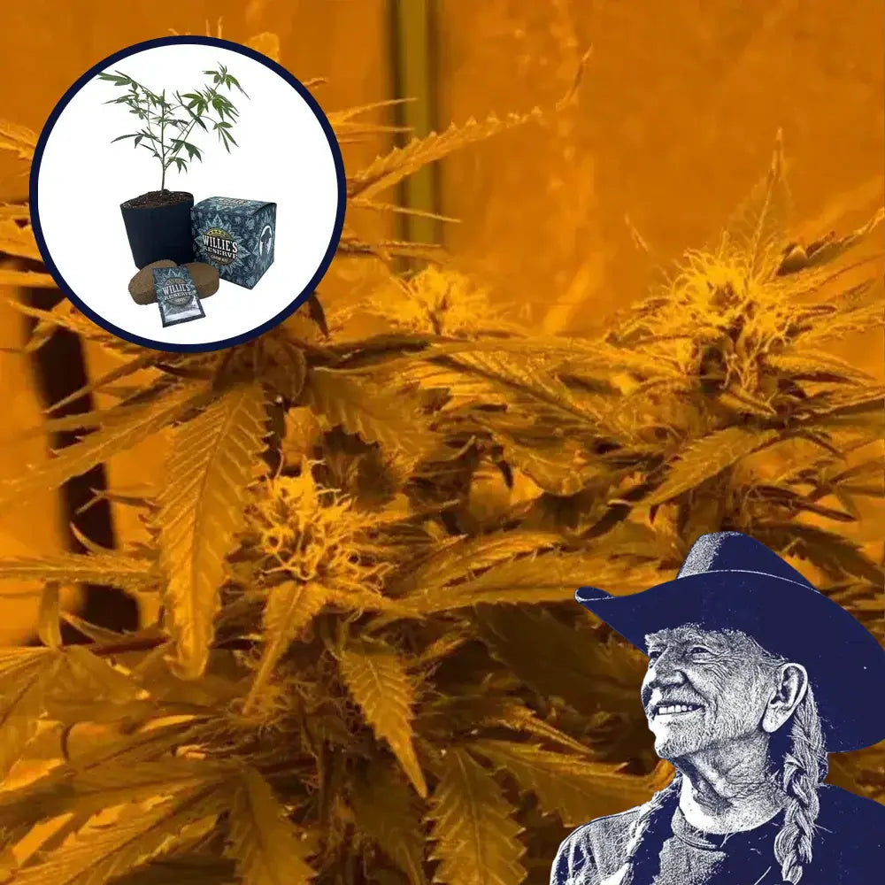LA Kush Cake High Yield Grow Kit