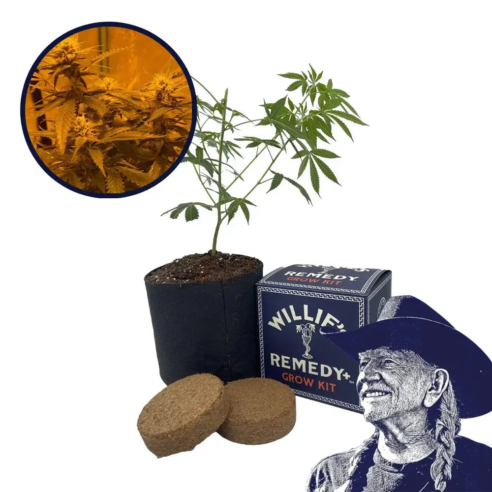LA Kush Cake Strain Grow Kit