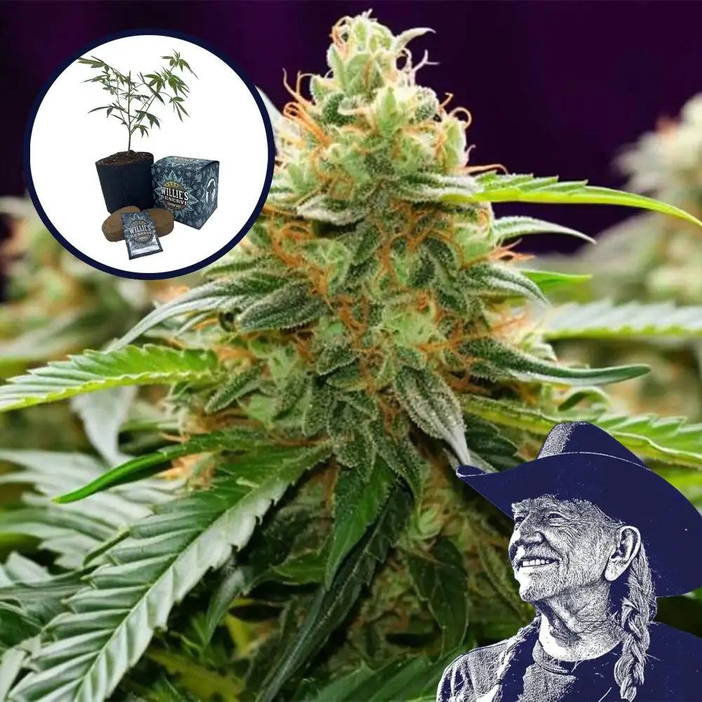 LA Kush High Yield Grow Kit