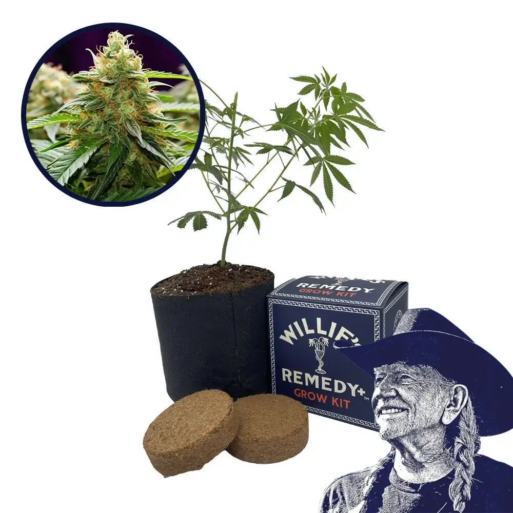 LA Kush Strain Grow Kit