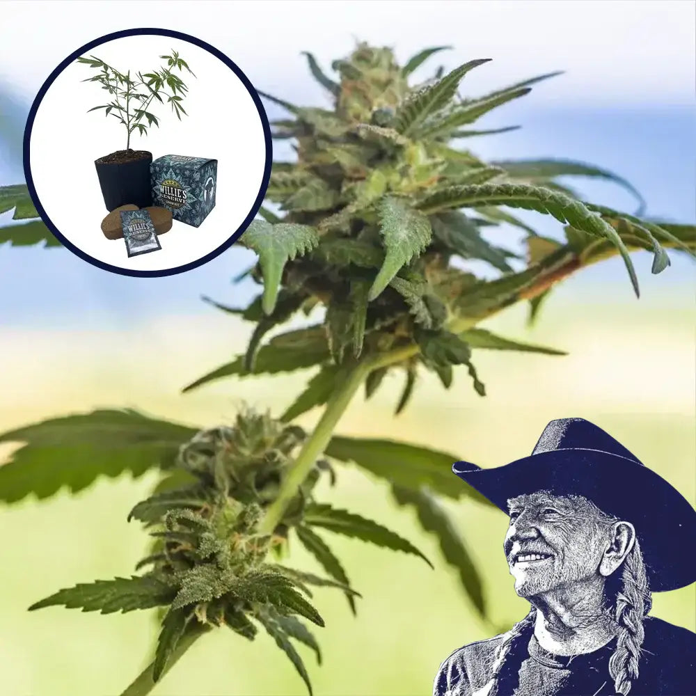 Lamb’s Bread High Yield Grow Kit
