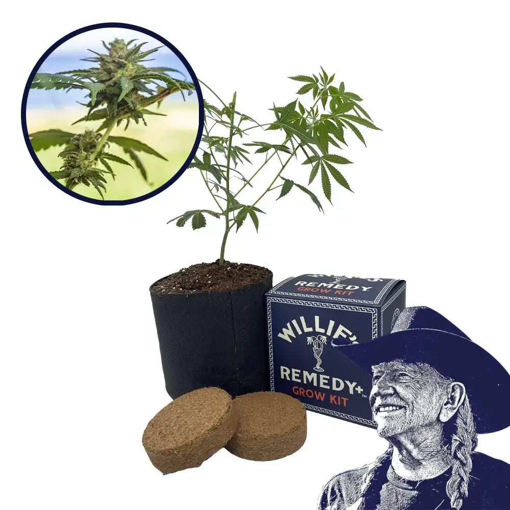 Lamb’s Bread Strain Grow Kit