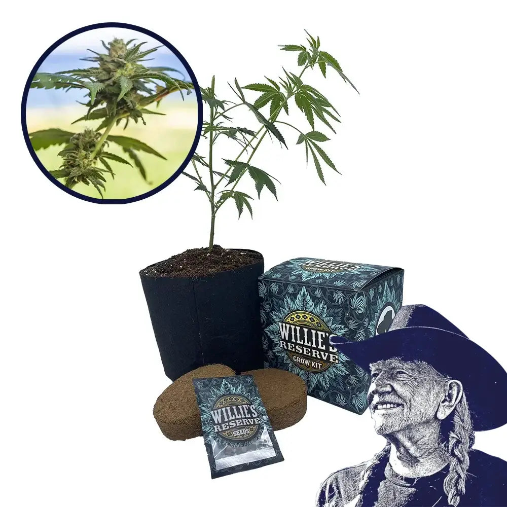 Lamb’s Bread Strain High Yield Grow Kit