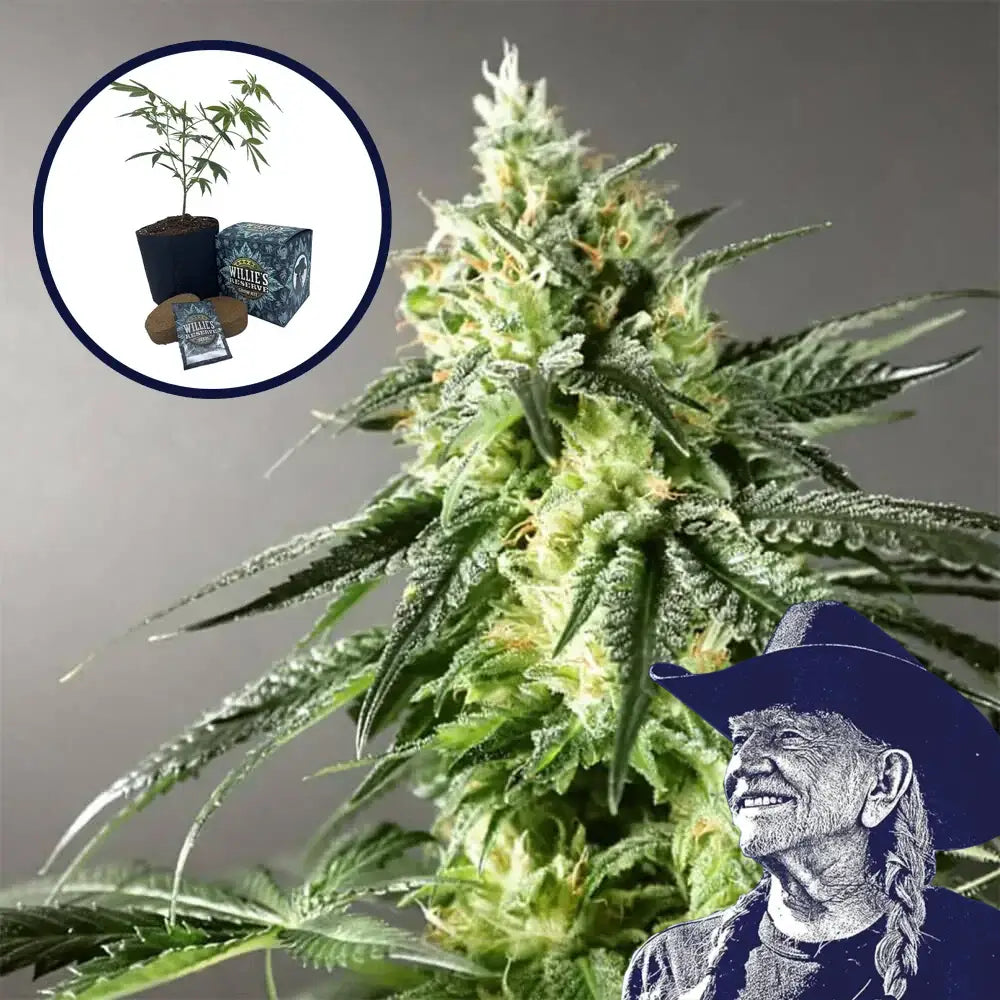 Larry OG High Yield Grow Kit