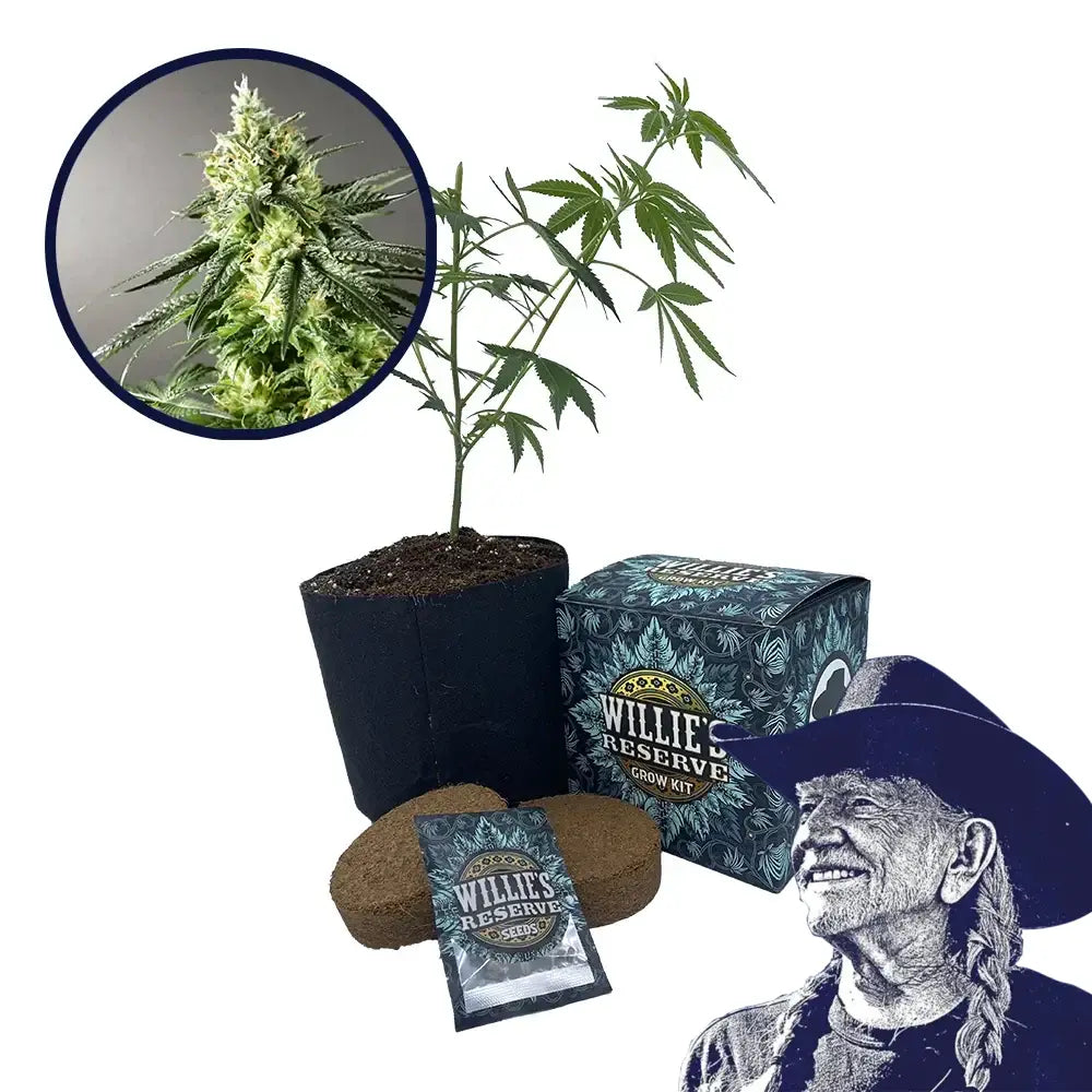 Larry OG Strain High Yield Grow Kit