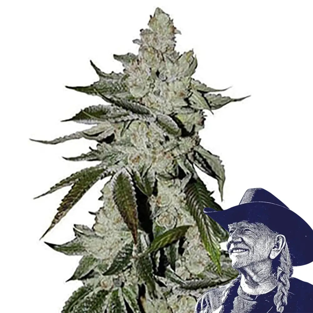 Laughing Buddha Auto