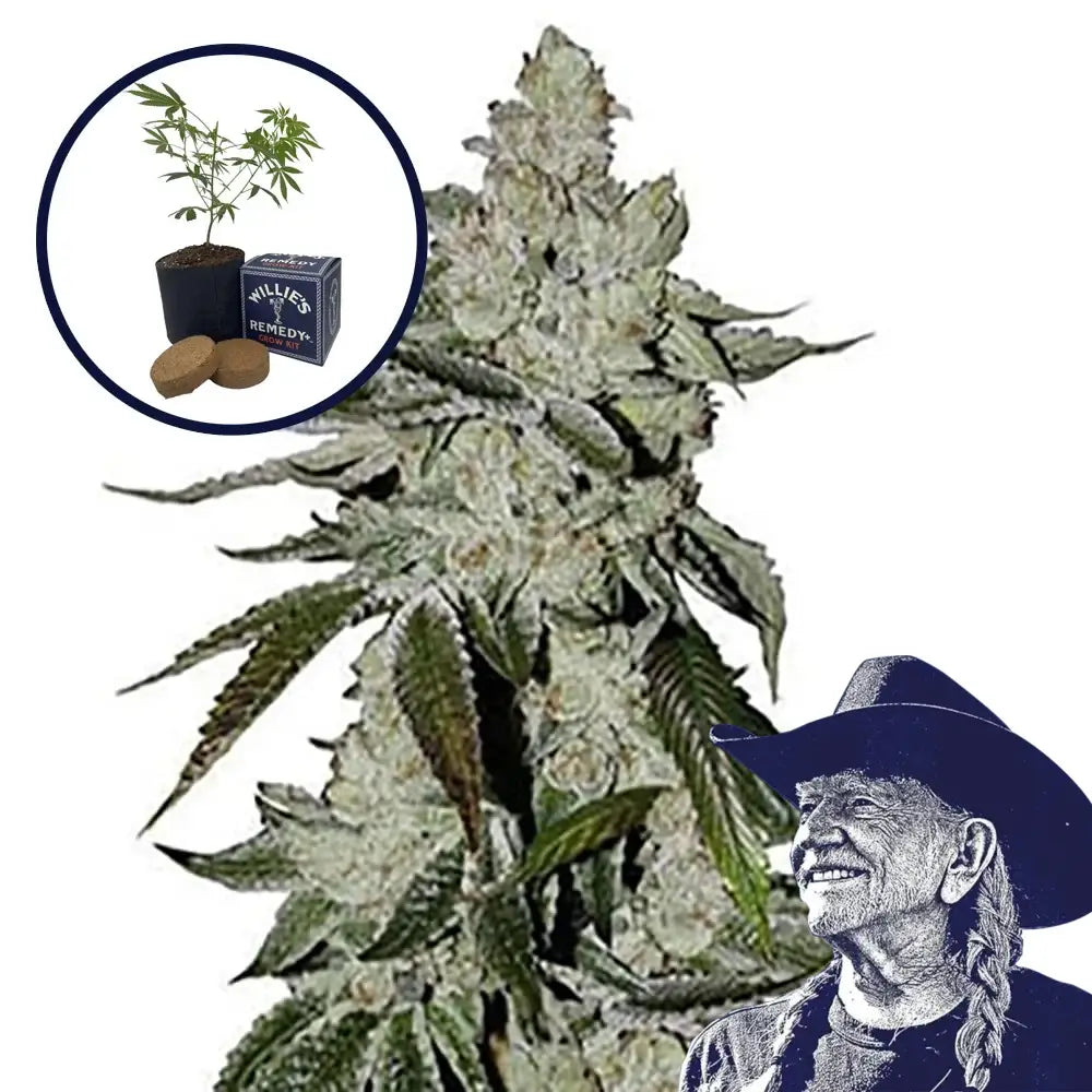 Laughing Buddha Grow Kit