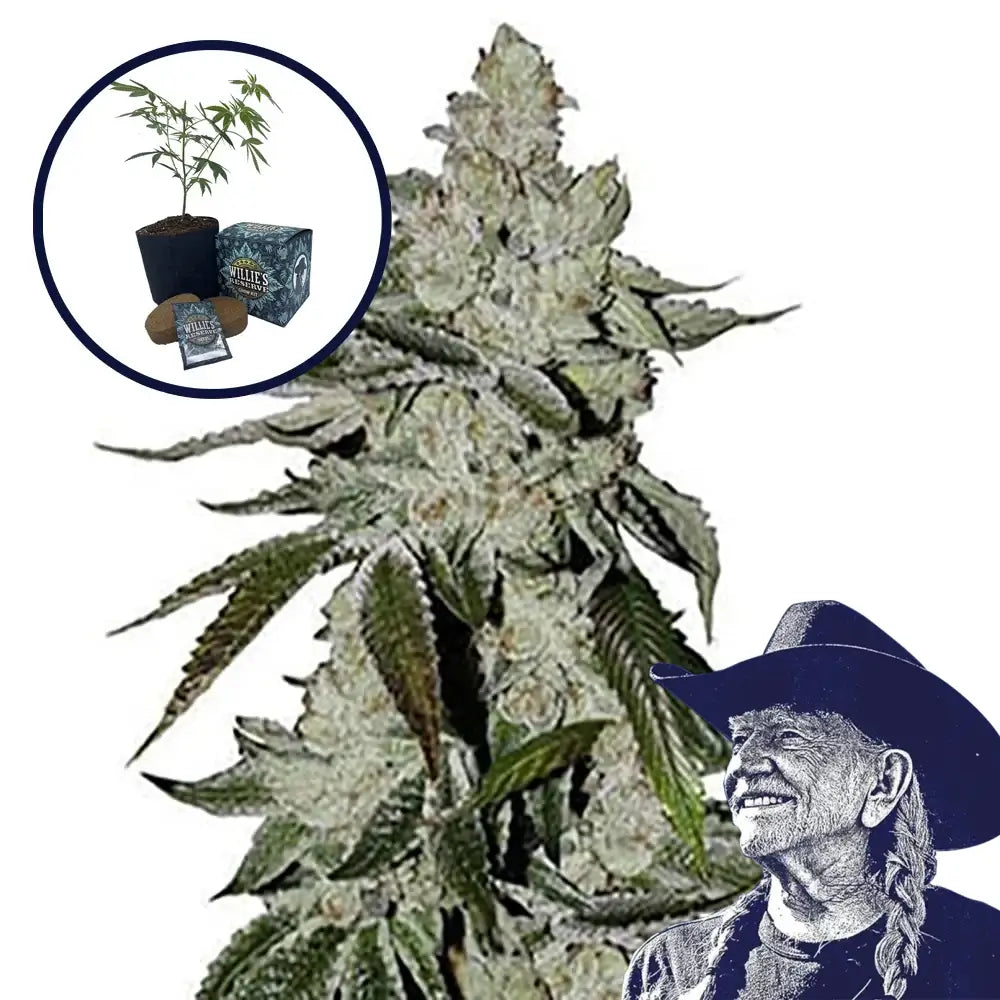 Laughing Buddha High Yield Grow Kit
