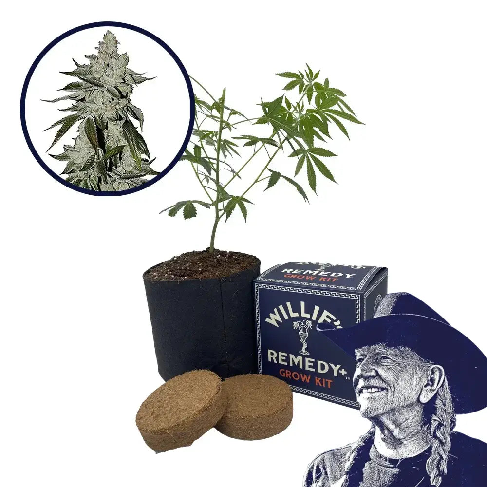 Laughing Buddha Strain Grow Kit