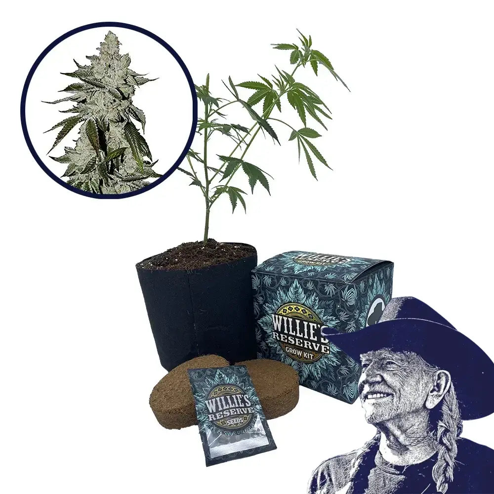 Laughing Buddha Strain High Yield Grow Kit