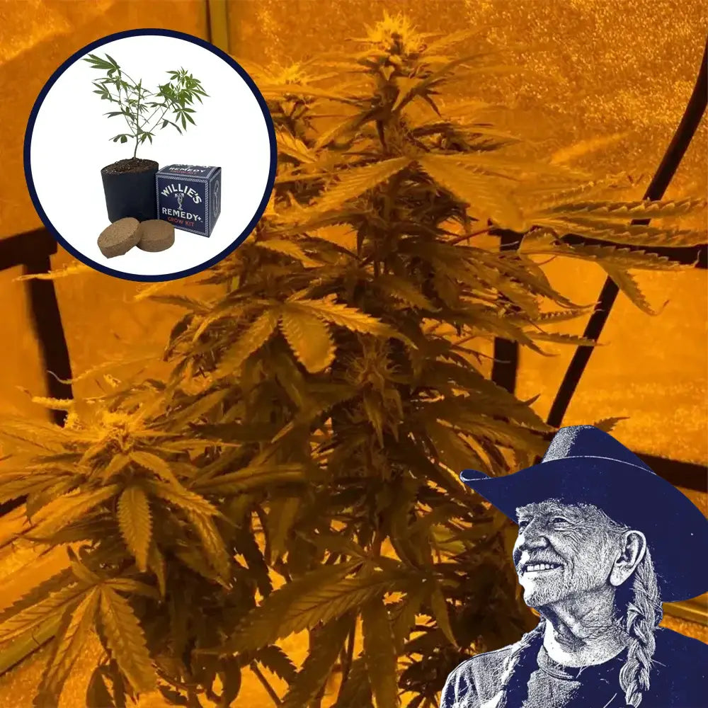 Lava Cake Grow Kit