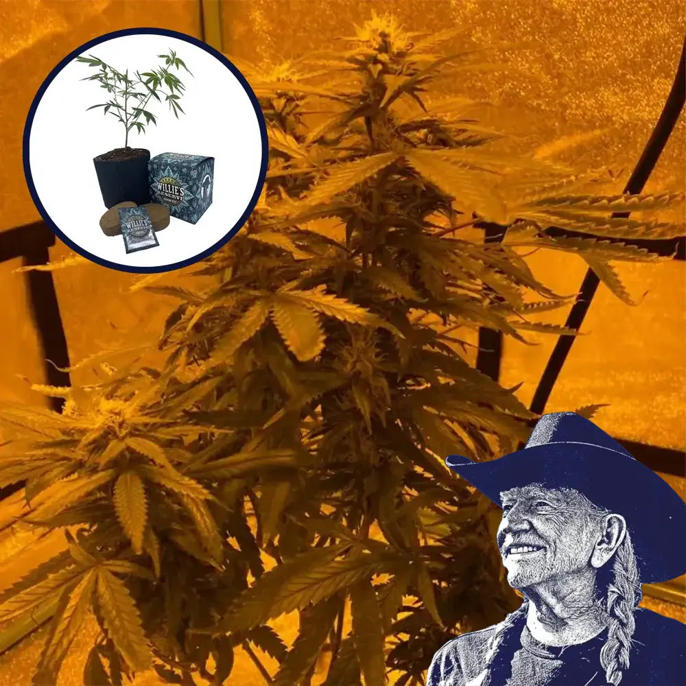 Lava Cake High Yield Grow Kit
