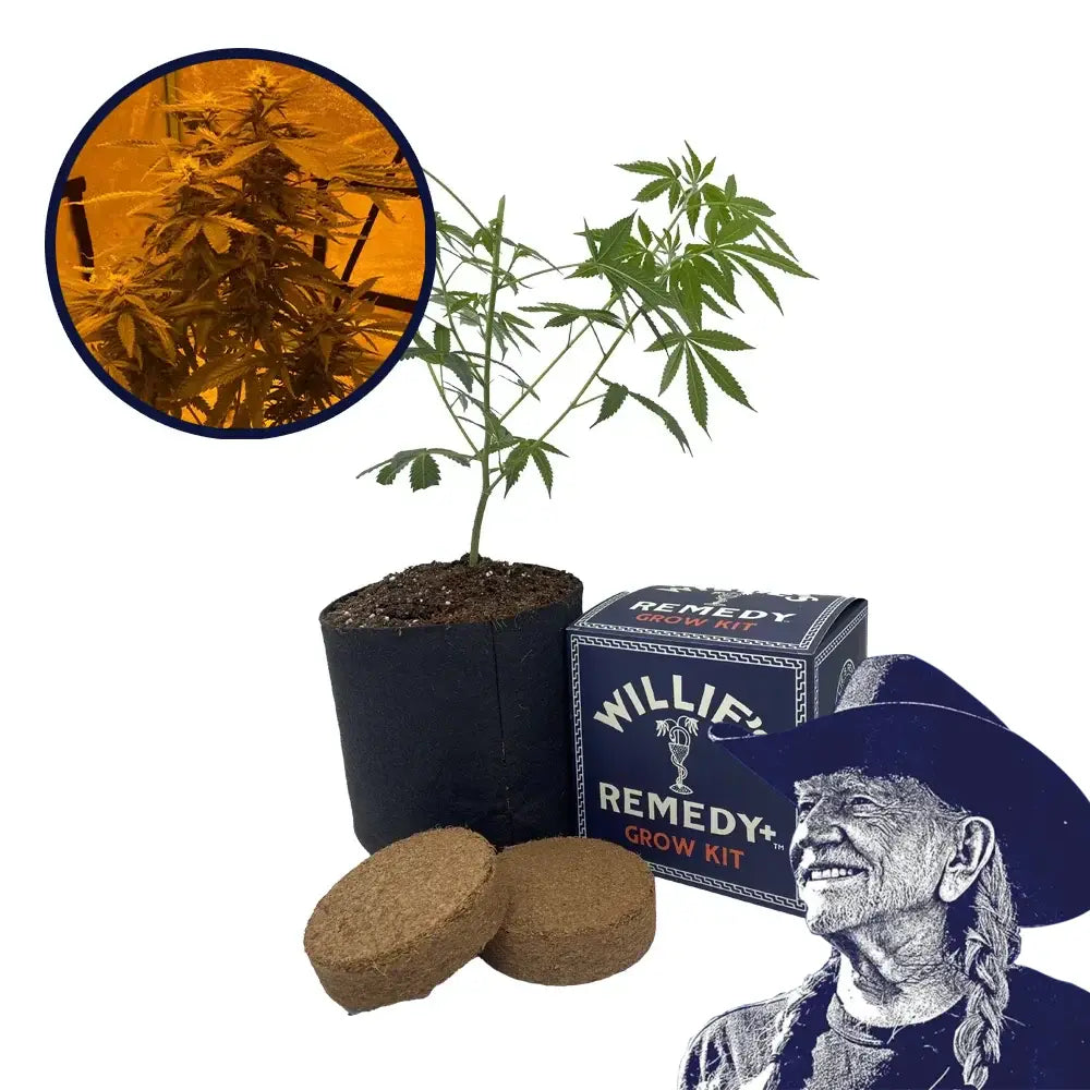 Lava Cake Strain Grow Kit