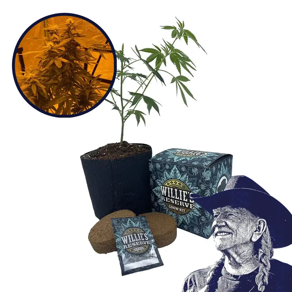Lava Cake Strain High Yield Grow Kit