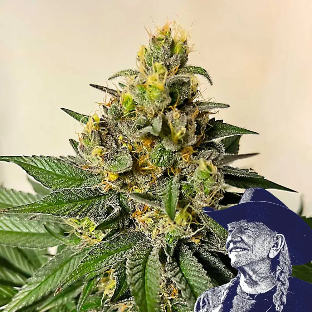 Legend OG