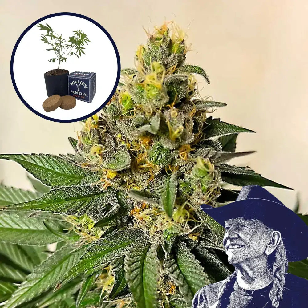 Legend OG Grow Kit