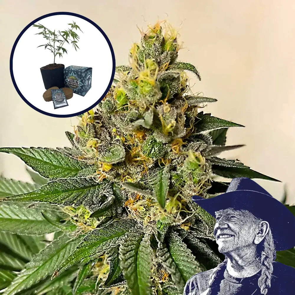Legend OG High Yield Grow Kit