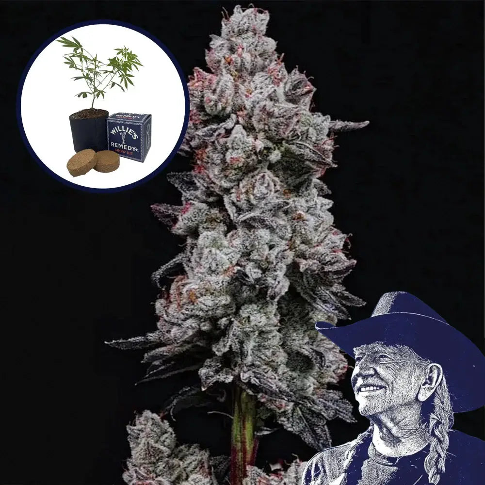 Lemon Cherry Gelato Grow Kit