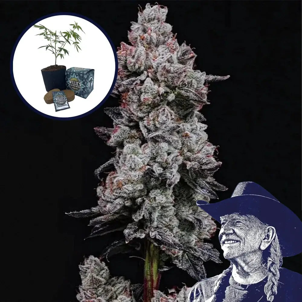 Lemon Cherry Gelato High Yield Grow Kit (THCA)