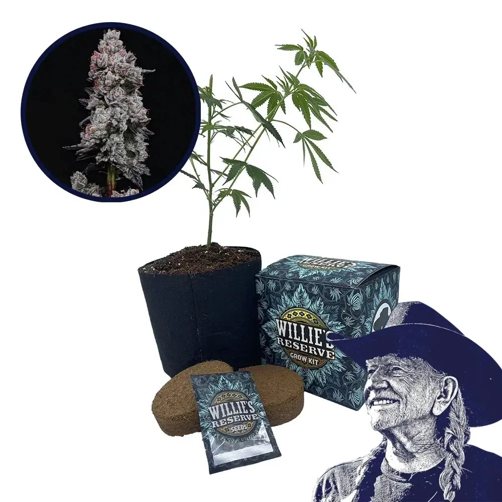 Lemon Cherry Gelato Strain High Yield Grow Kit (THCA)
