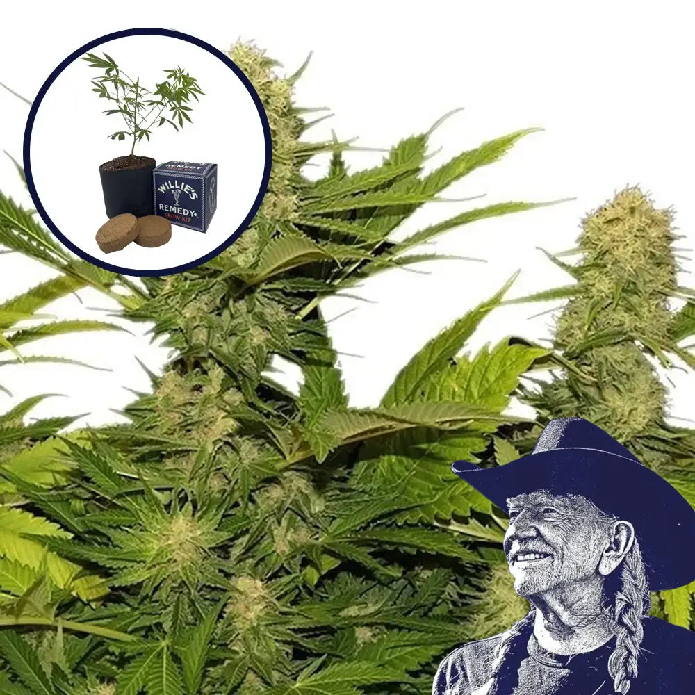 Lemon G Grow Kit
