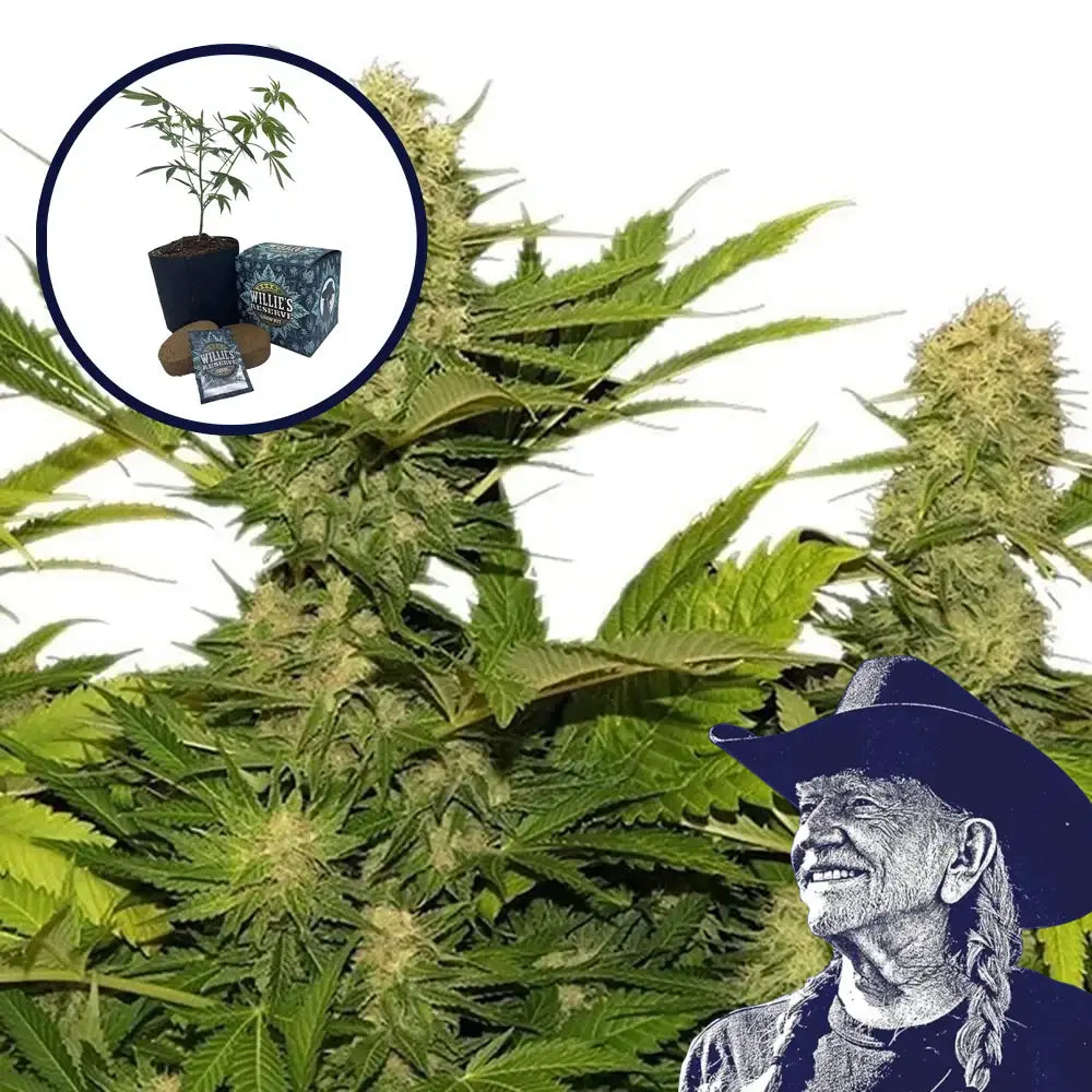 Lemon G High Yield Grow Kit