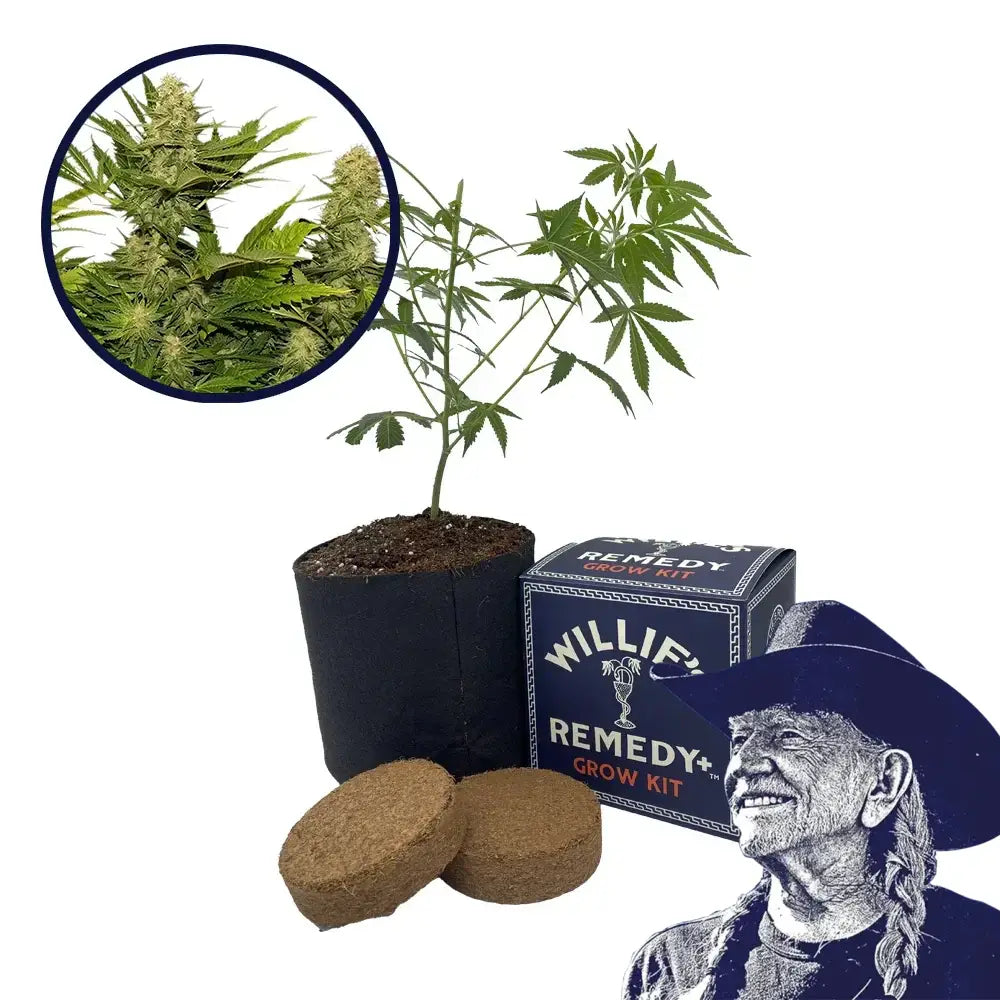 Lemon G Strain Grow Kit