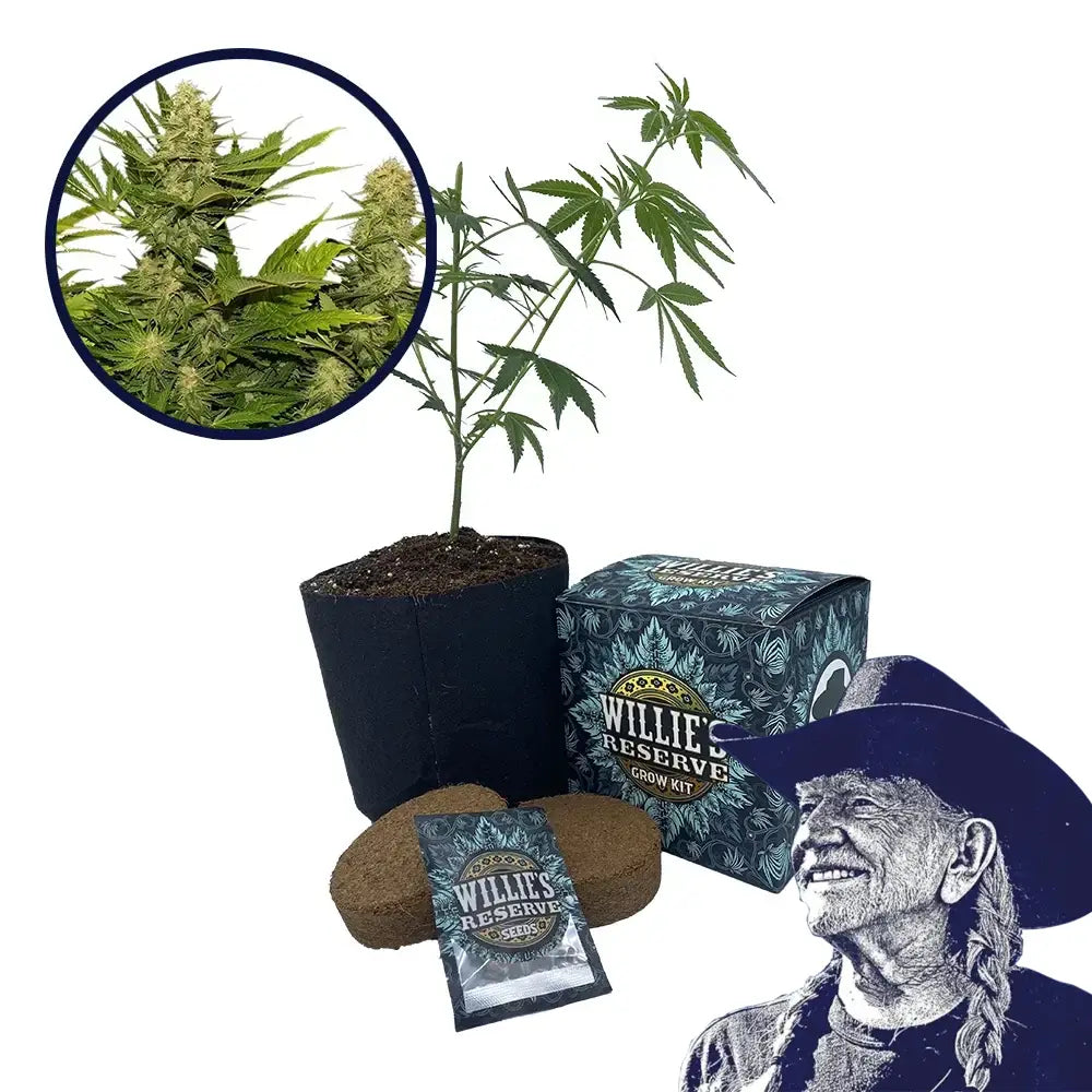 Lemon G Strain High Yield Grow Kit
