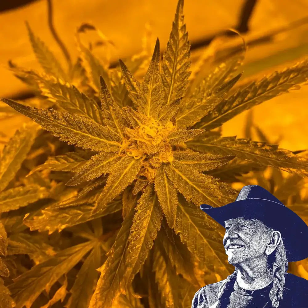 Lemon Haze