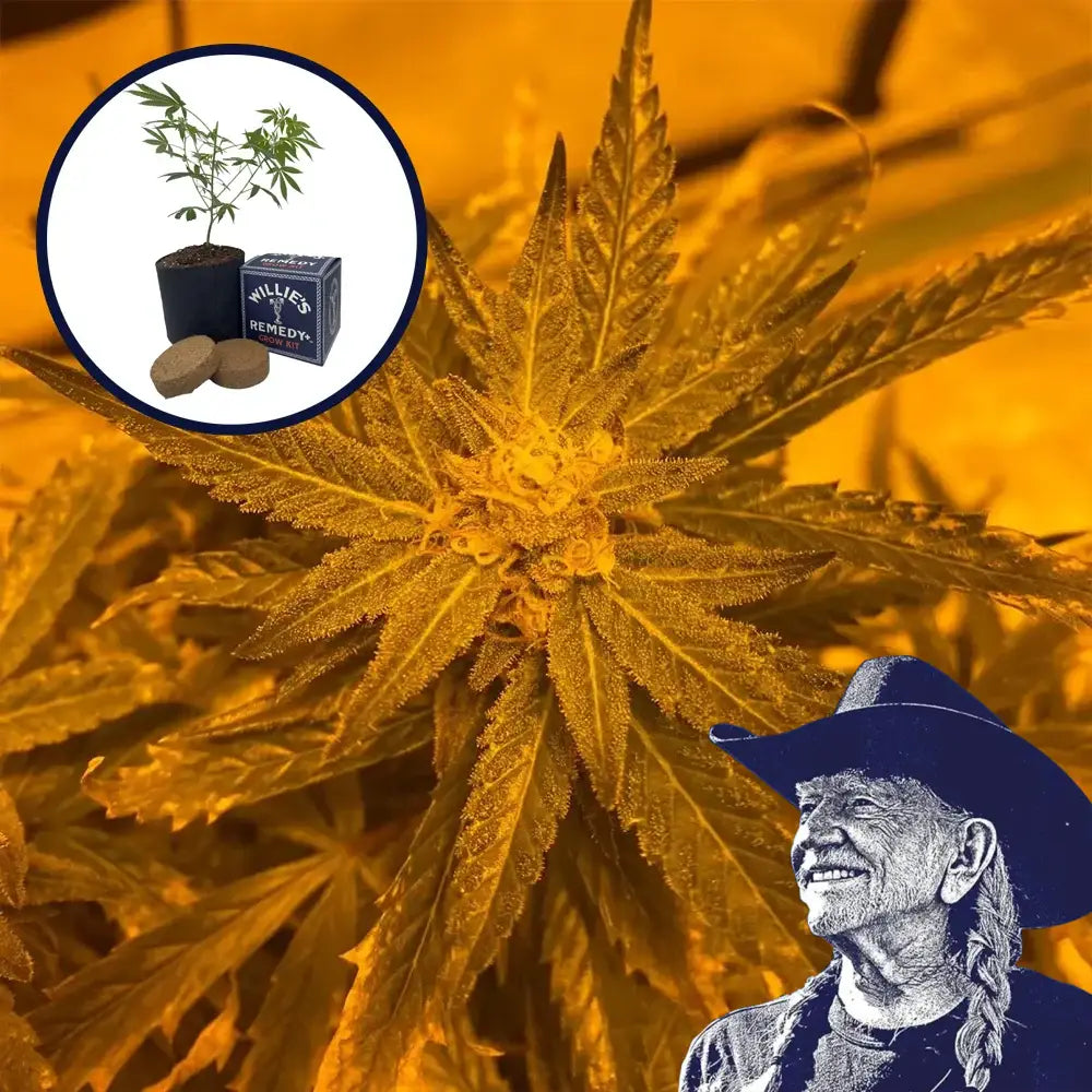 Lemon Haze Grow Kit
