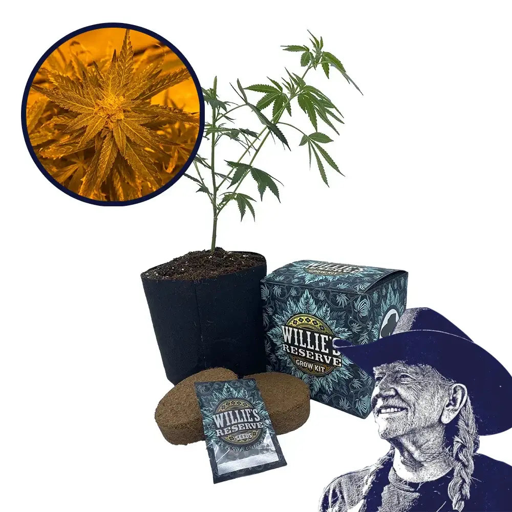 Lemon Haze Strain High Yield Grow Kit