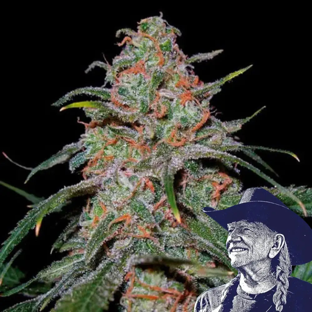 Lemon Skunk Auto