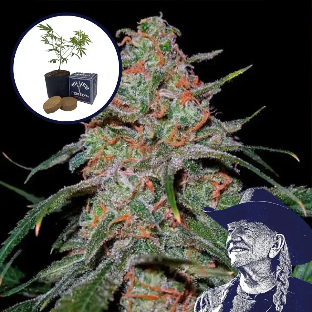 Lemon Skunk Grow Kit